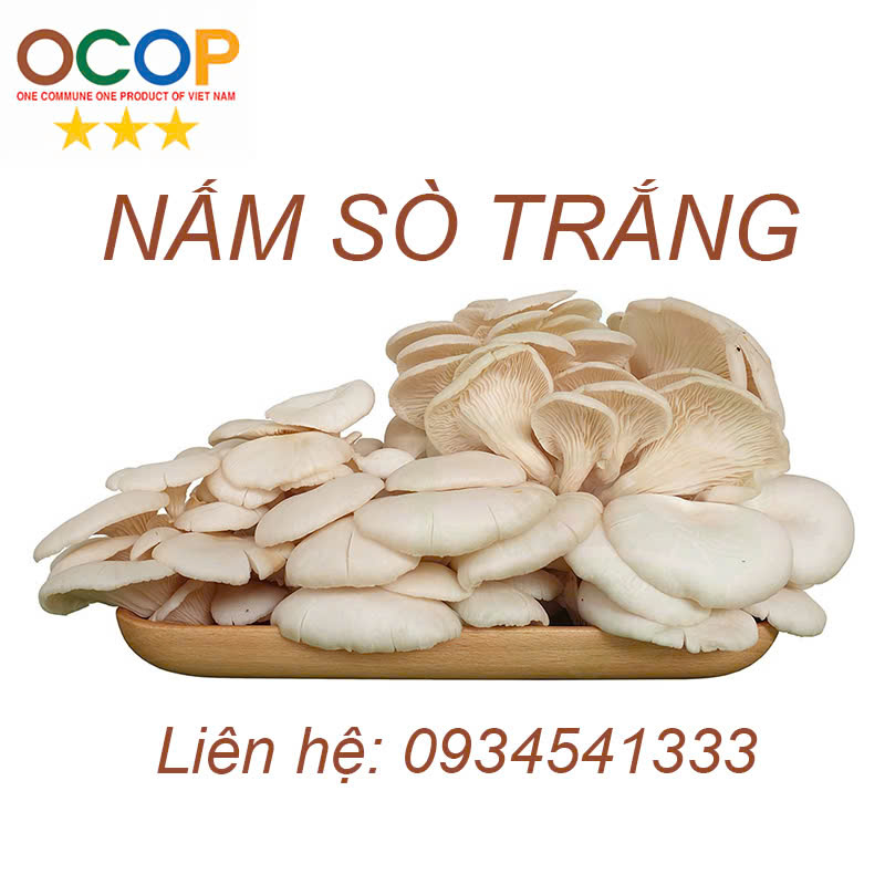 Nấm sò trắng tươi Phú Xuyên OCOP 3 sao